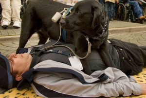 seizure dogs